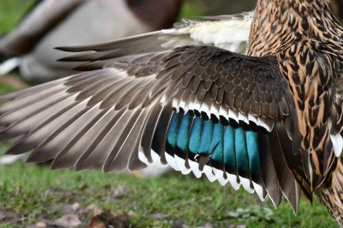 Canard colvert