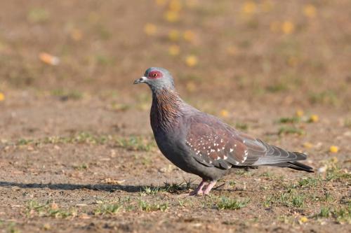 Pigeon roussard