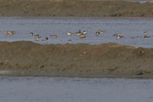 Bécasseaux cocorlis