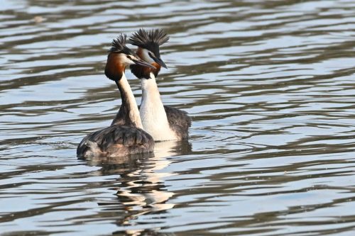Grèbes huppés