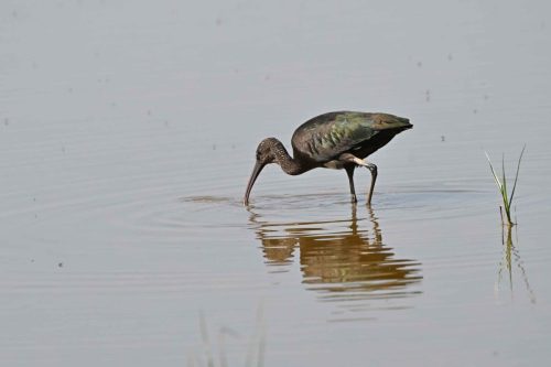 Ibis falcinelle