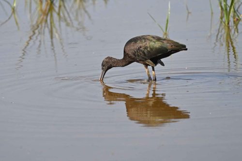 Ibis falcinelle