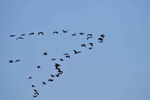 Ibis falcinelles