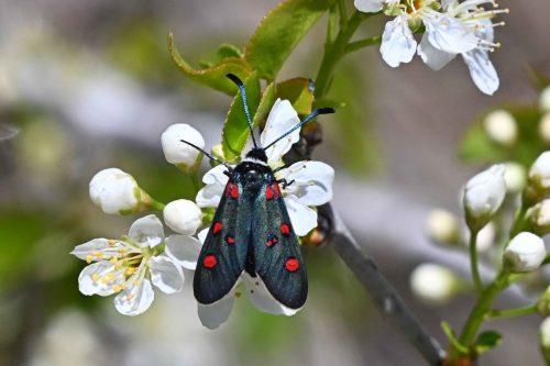 Zygène de la badasse (Zygaena lavandulae)