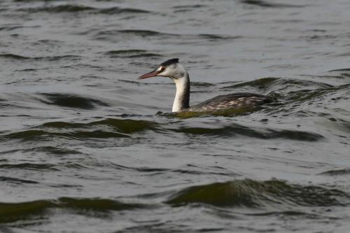Grèbe huppé