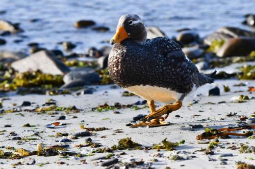 Brassemer des Malouines (mâle)