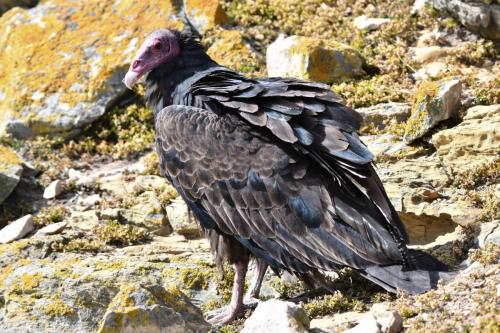 Urubu à tête rouge