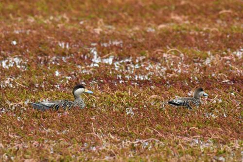 Sarcelles bariolées