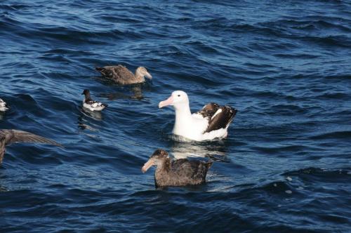Pétrels de Hall et Albatros Royal 