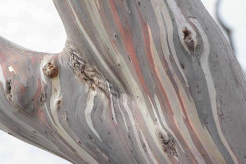 Les eucalyptus perdent leur écorce faisant apparaitre de trés jolies couleurs