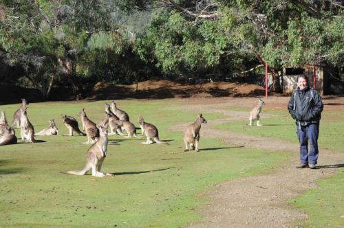 Kangourous de Forester dans le parc animalier