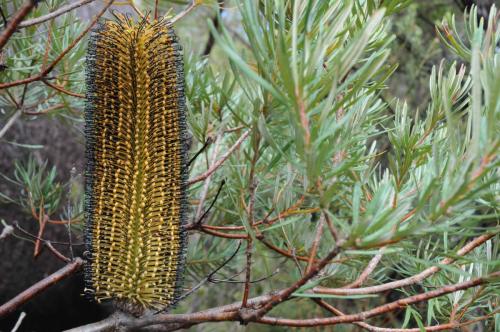 Banksia