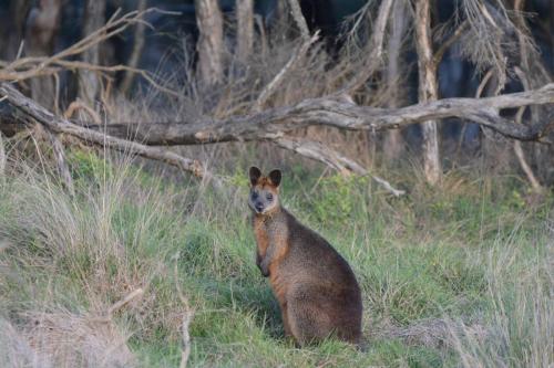 Wallaby noir