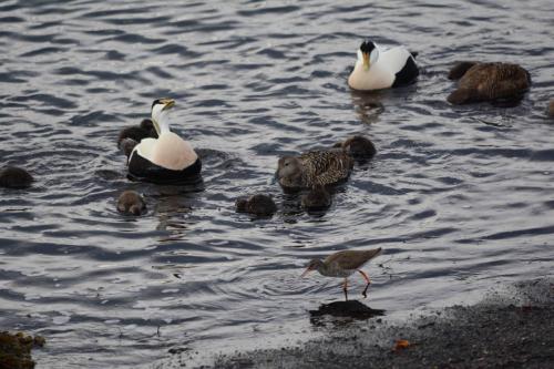 Eiders à duvet et Chevalier gambette
