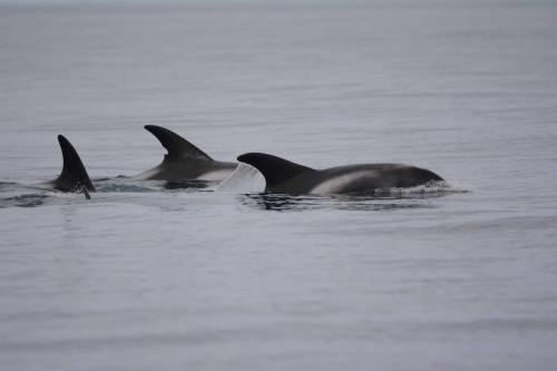 Dauphins à nez blanc