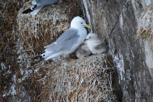 Mouettes tridactyles