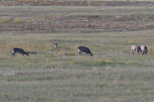 1 Cerf mulet et 4 Cerfs à queue blanche