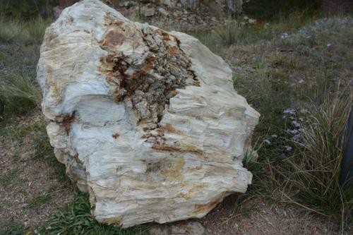 Morceau de séquoia fossilisé