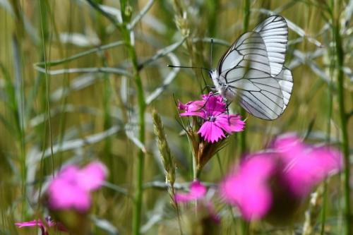 Gazé (Aporia crataegi)