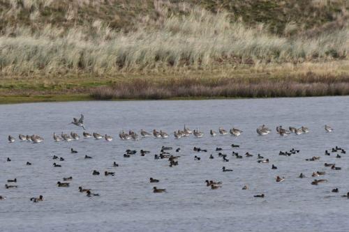 Courlis cendrés et canards siffleurs