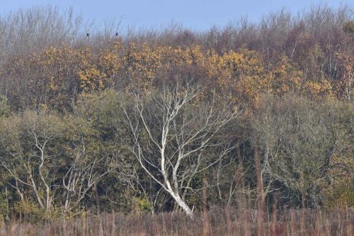 Réserve naturelle Baie de Canche