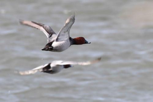 Fuligule milouin (mâle avec une selle nasale)
