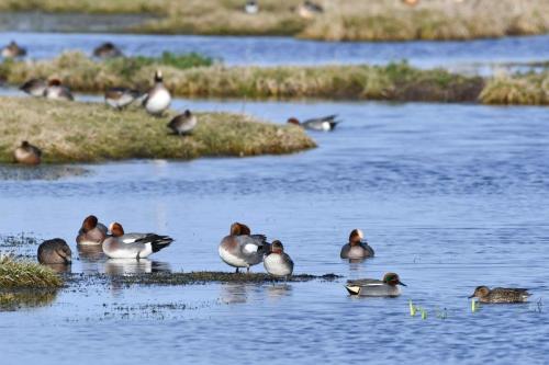 Canards siffleurs et sarcelles d'hiver