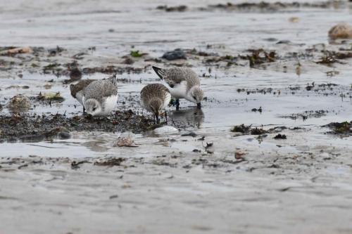 Bécasseaux sanderlings et Bécasseaux variables