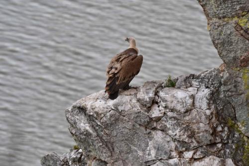 Vautour fauve à Salto del Gitano