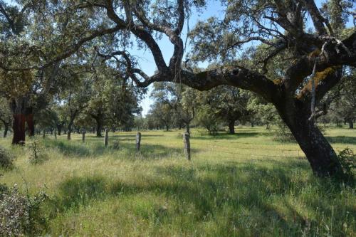 Dehesa paysage typique d'Extremadure