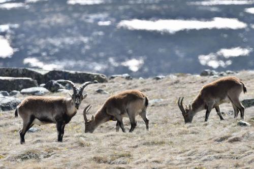 Bouquetins ibériques