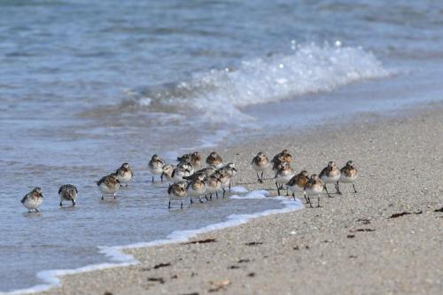 Bécasseaux sanderlings