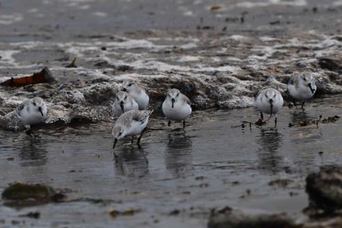 Bécasseaux sanderlings