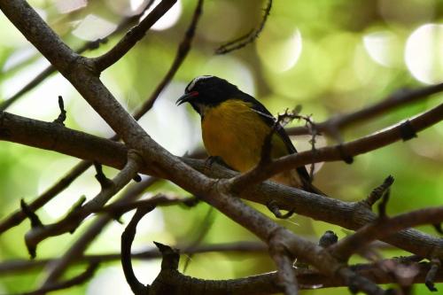 Sucrier à ventre jaune
