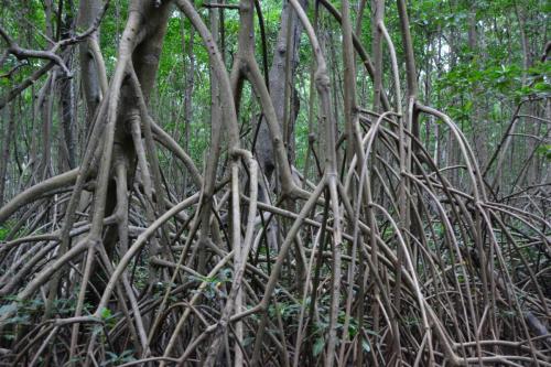 Palétuviers, mangrove de la baie de Génipa