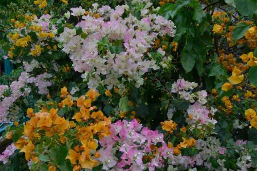 Bougainvillée