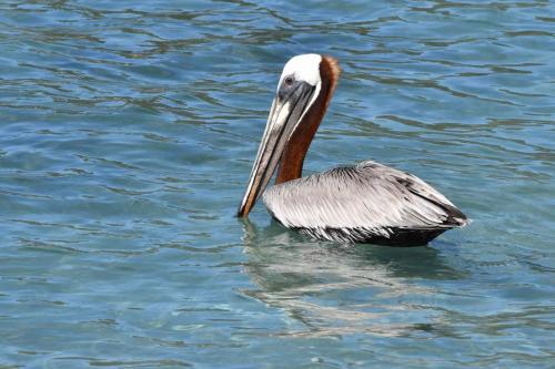 Pélican brun