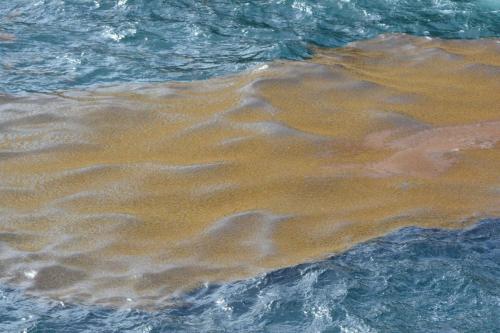 Anse chandelier, algues sargasses