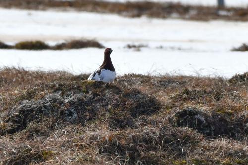 Lagopède des saules