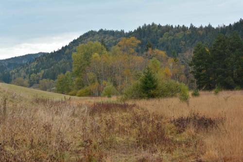 Tourbières de Prénovel