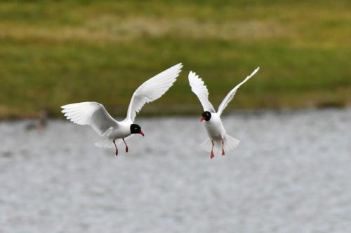 Mouettes mélanocéphales