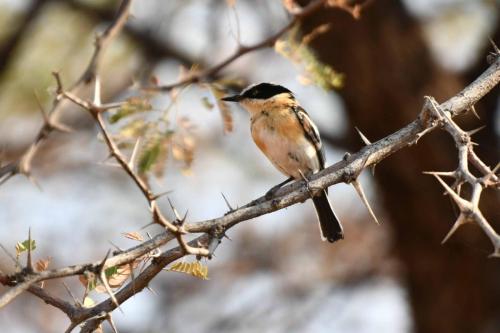 Pririt de Vieillot (femelle)