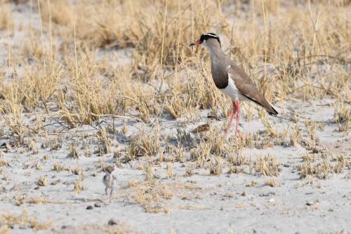 Vanneau couronné avec poussins