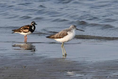 Tournepierre à collier et chevalier aboyeur