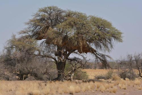 Nid de républicains sociaux