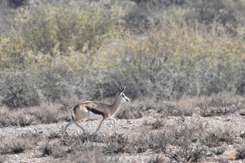 Springbok du Kalahari