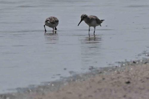Bécasseau falcinelle et bécasseau spatule