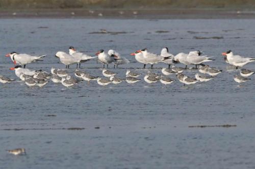 Chevaliers tachetés et sternes caspiennes