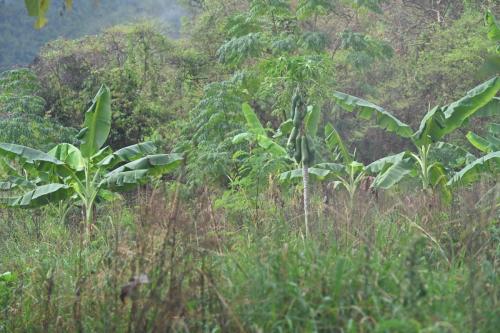 Plantation près de Kaeng Krachan NP