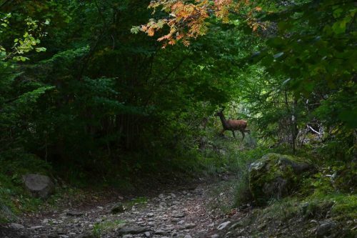 Une des quatre biches rencontrées.
